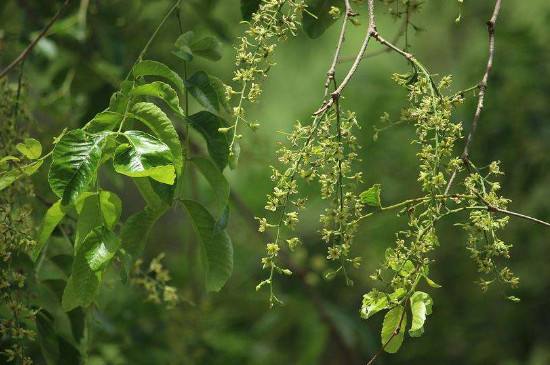 把核桃花摘了还能结果吗