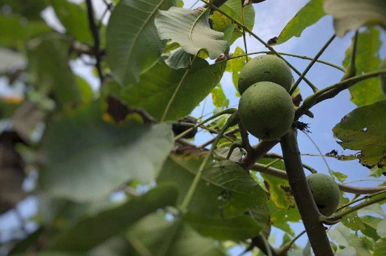 把核桃花摘了还能结果吗