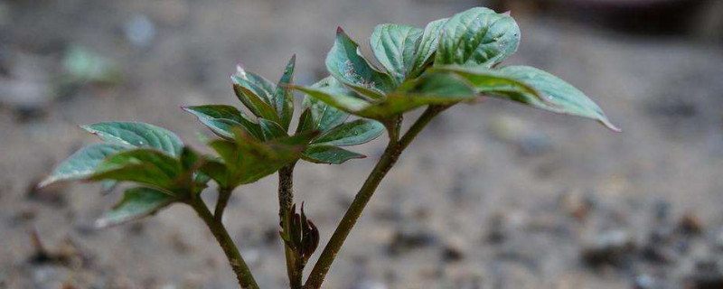 芍药块根种多久可以破土发芽