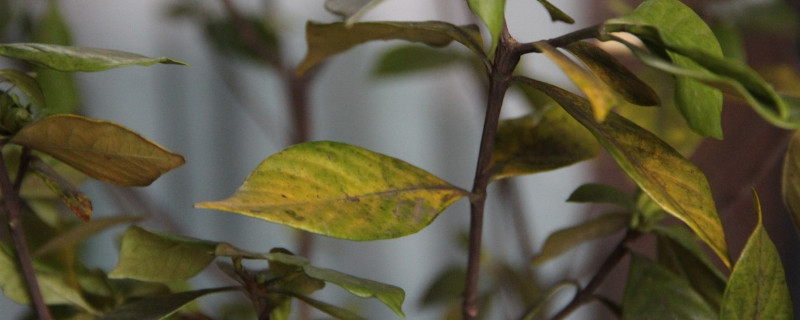 栀子花干叶子怎么补救