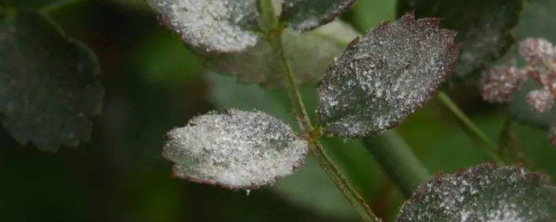 月季长白霉用什么药