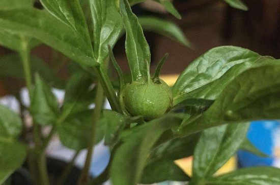 芍药花苞长不大发黑