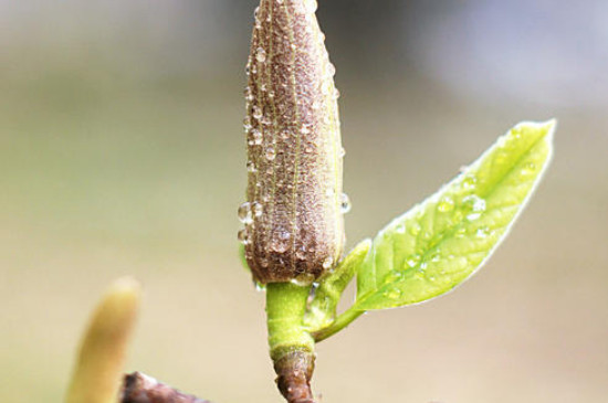 新移栽的玉兰不发芽怎么办