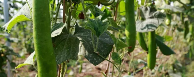 夜开花是什么菜