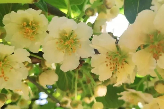 猕猴桃雄花和雌花区别