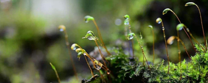 苔花怎么养殖