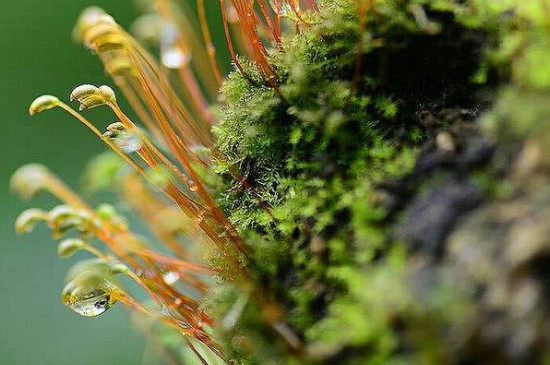 苔花怎么养殖