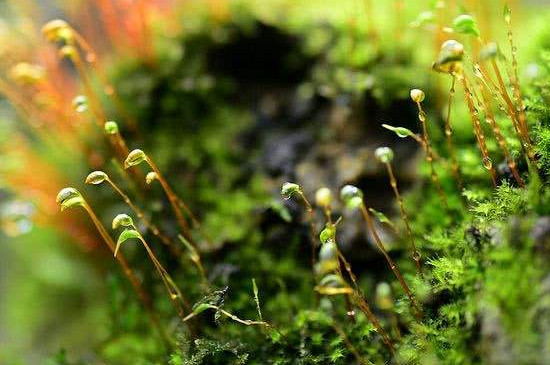 苔花怎么养殖