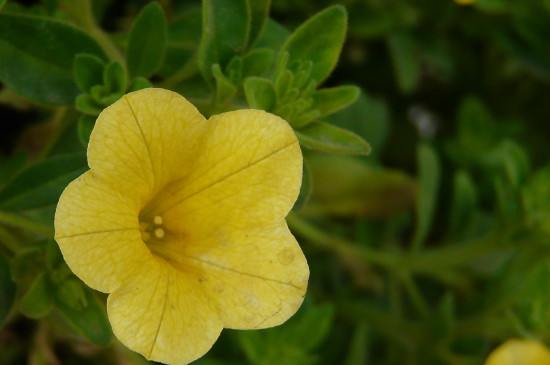 舞春花一年四季开花吗