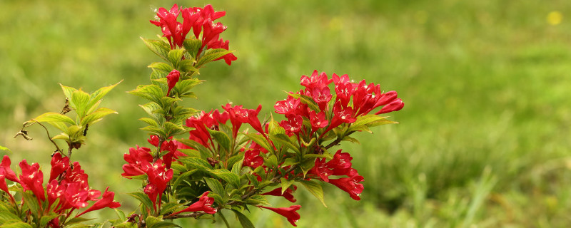 花叶锦带冬天落叶吗