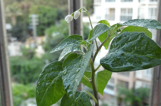 辣椒开花了要怎样浇水施肥