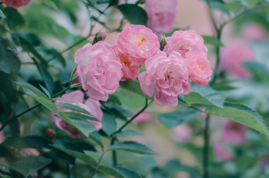 啬微花什么时候开花