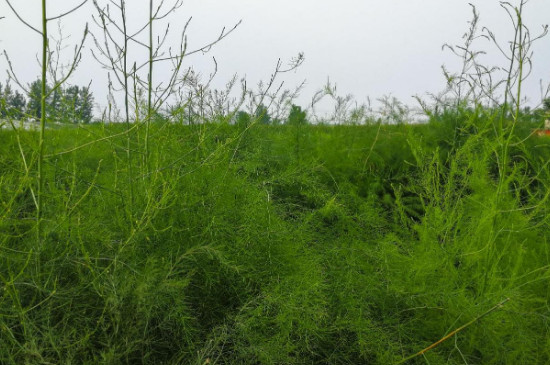 芦笋长大了是什么植物