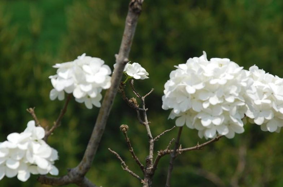 绣球花开完花后什么时候修剪?