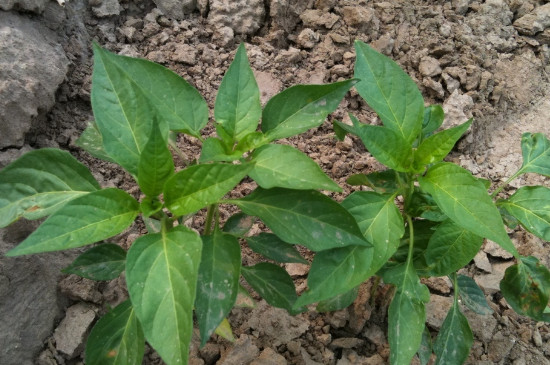 辣椒开花到采摘要多少天