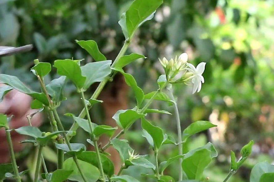 茉莉花怎样扦插