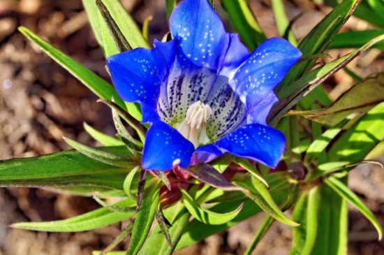 龙胆花什么季节开花