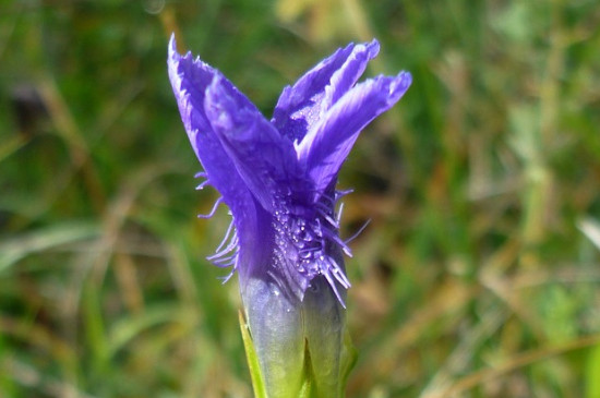 龙胆花什么季节开花