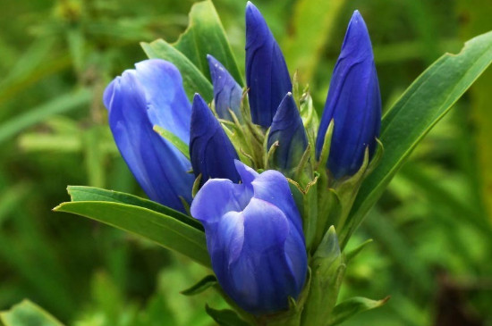 龙胆花什么季节开花