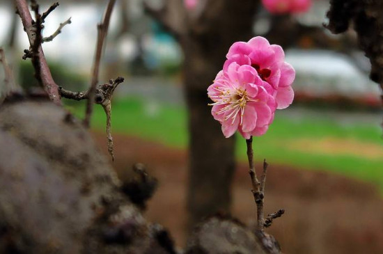 梅花一年修剪几次