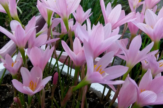 梅雨季节花可以放在露天吗