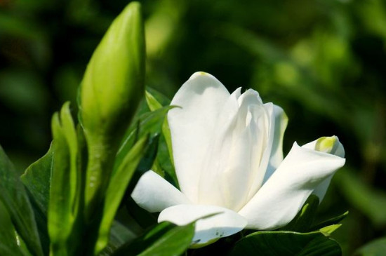 枝枝花和栀子花是一种花吗