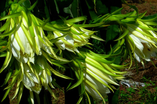 昙花是火龙果花吗