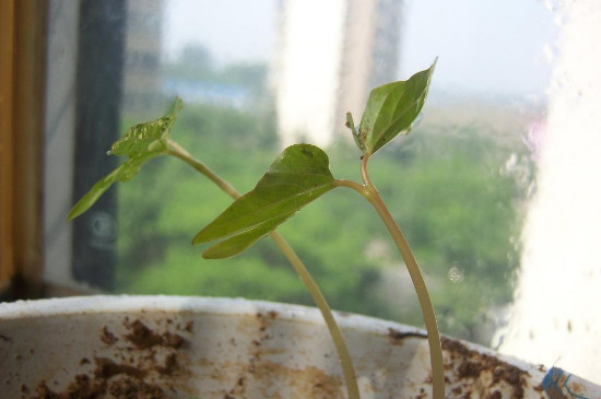 大丽花种子种植方法