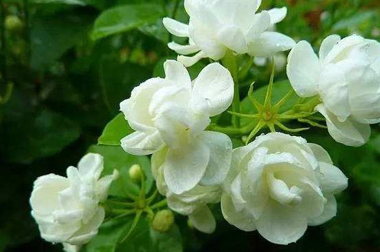 茉莉花可以淋雨吗