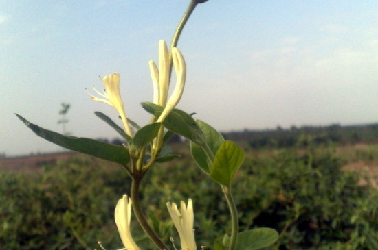 金银花是花吗