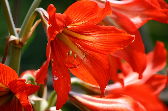 对红花怎么养才开花