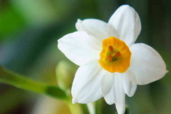 水仙花什么季节开花