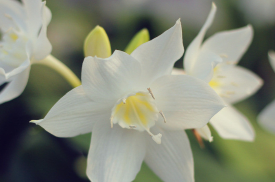 水仙花什么季节开花