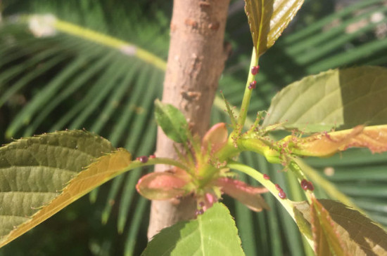 樱花树叶子突然枯萎怎么救治