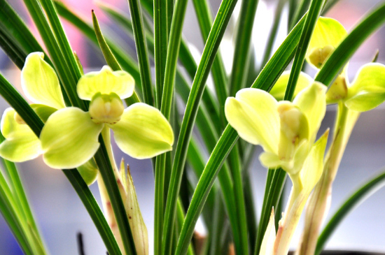 怎样去除兰花里的小飞虫