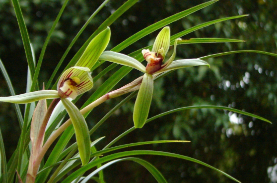 怎样去除兰花里的小飞虫