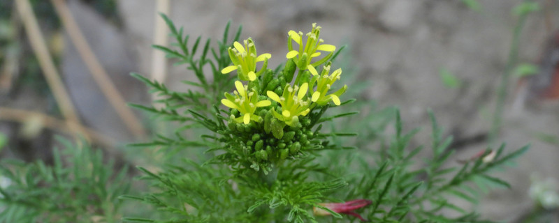 蒿是蕨类植物吗