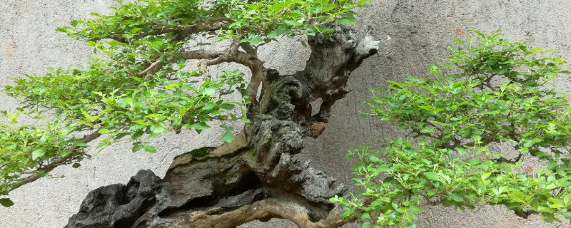 黄荆下山桩怎样种植成活率高