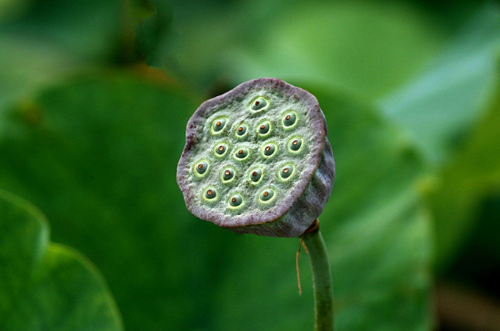 莲蓬的花语