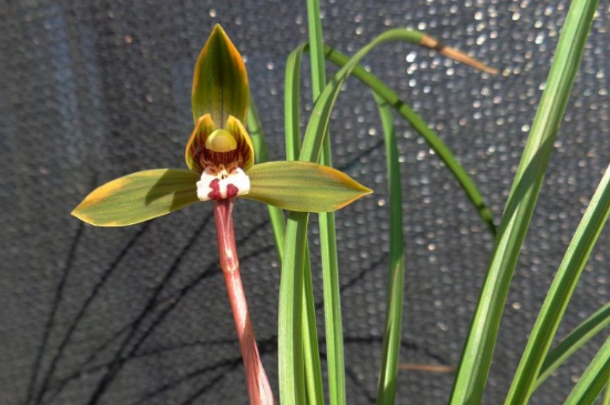 兰花豆瓣兰种植及养护