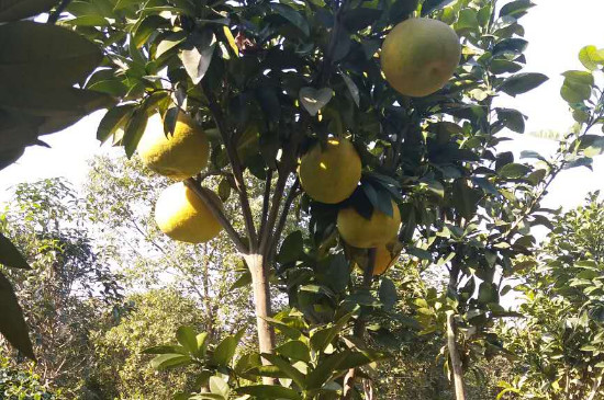 香泡树什么时候开花什么时候结果