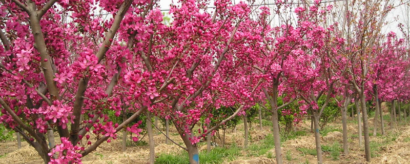 海棠树什么时候开花什么时候结果