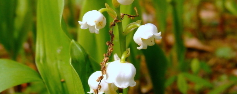 铃兰花的花语和传说