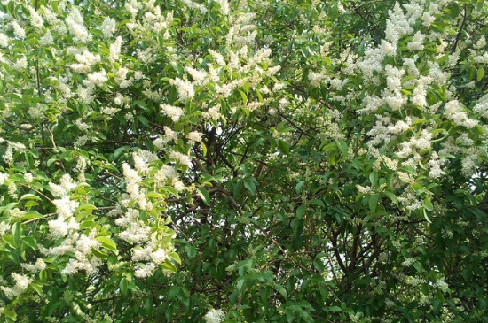 女贞花香味有毒吗