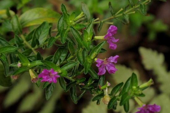 细叶雪茄花叶子黄了怎么办