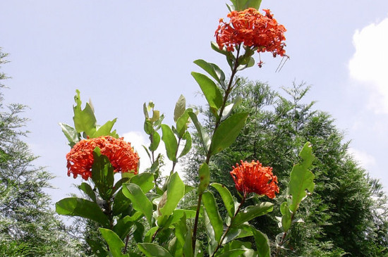 仙丹花一年开几次花