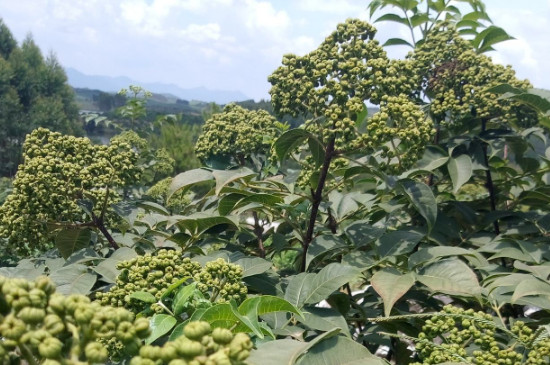 吴茱萸叶子可以煮水洗澡吗