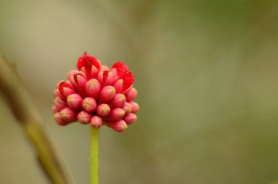 朱缨花的种子是什么