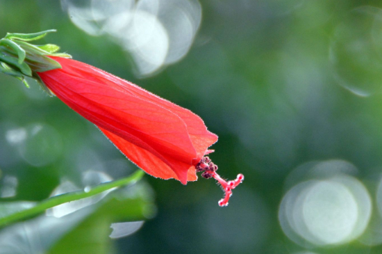 悬铃花怎么繁殖