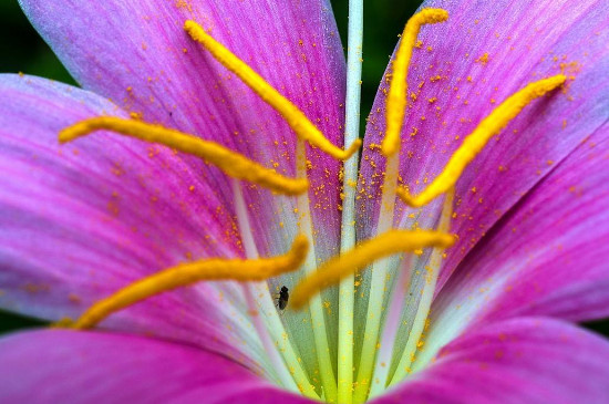 红花葱兰什么时候开花